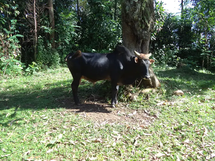 Manti citin toqan tustinsi